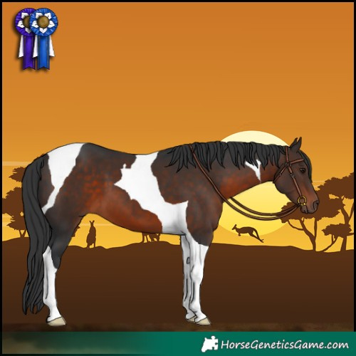Horse Color:Brown Tobiano 