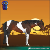 Horse Color:Brown Tobiano 