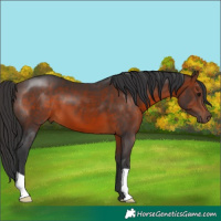 Horse Color:Brown 