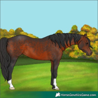 Horse Color:Brown 