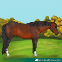 Horse Color:Brown Sabino 