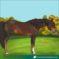 Horse Color:Liver Chestnut 