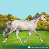 Horse Color:Silver Bay Roan Dun Sabino 