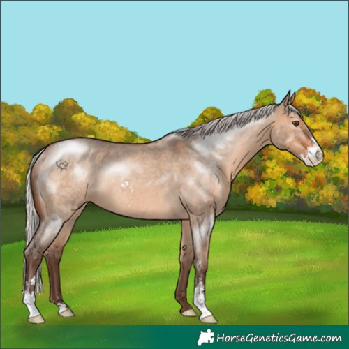 Horse Color:Silver Brown Roan Dun Sabino Rabicano 