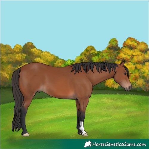Horse Color:Bay 