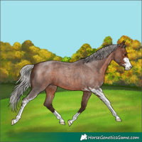 Horse Color:Silver Brown Roan Sabino