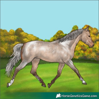 Horse Color:Silver Brown Roan Dun Sabino 