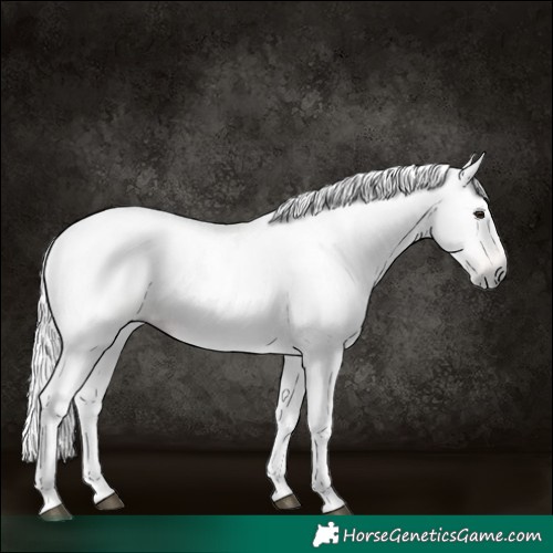 Horse Color:Gray Chestnut 