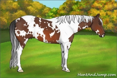Horse Color:White Spotted Bay Tobiano 