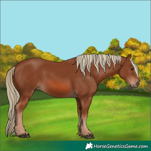 Horse Color:Chestnut 