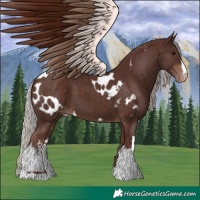Horse Color:Chocolate Silver Brown  and White Spotted Chocolate Silver Brown Near Leopard 