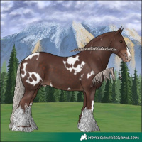 Horse Color:Chocolate Silver Brown  and White Spotted Chocolate Silver Brown Near Leopard 
