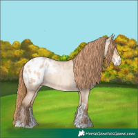 Horse Color:Bay Roan Pearl Dun Sabino Appaloosa Rabicano 