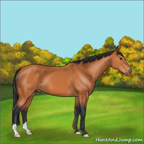Horse Color:Bay 