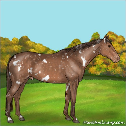 Horse Color:White Spotted Liver Chestnut Appaloosa 