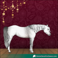 Horse Color:Gray White Spotted Bay 