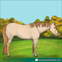 Horse Color:Red Dun Splash 