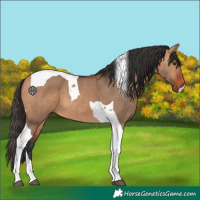Horse Color:Bay Dun Tobiano 