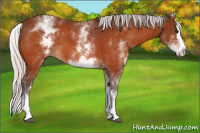 Horse Color:White Spotted Silver Bay Splash 