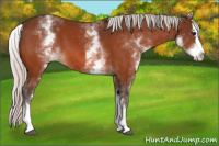 Horse Color:White Spotted Silver Bay Splash 