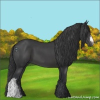 Horse Color:Black 