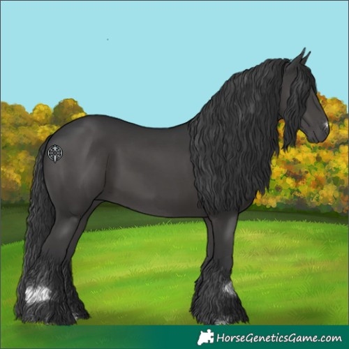 Horse Color:Black 
