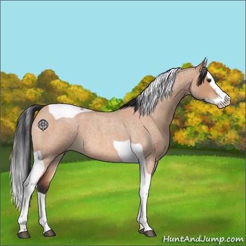 Horse Color:Bay Roan Dun Splash Tobiano 