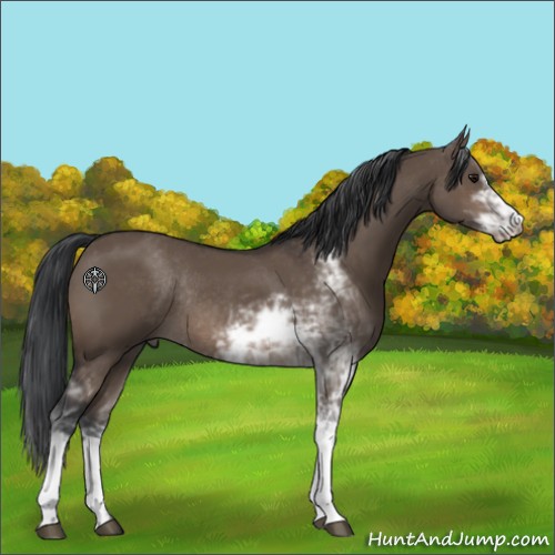 Horse Color:Brown Dun Sabino Rabicano 