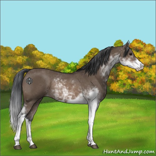 Horse Color:Brown Dun Sabino Rabicano 