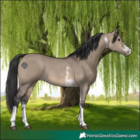 Horse Color:Brown Dun Sabino Tobiano Rabicano 