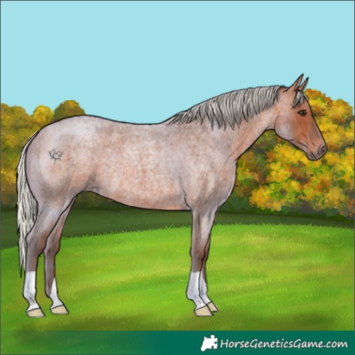Horse Color:Silver Brown Roan 
