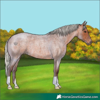 Horse Color:Silver Brown Roan 
