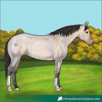 Horse Color:Bay Roan Dun 