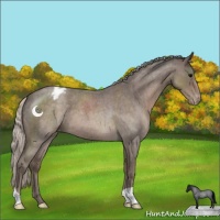 Horse Color:Silver Blue Roan Appaloosa