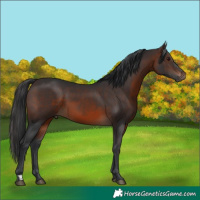 Horse Color:Brown 