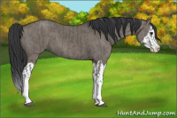 Horse Color:Grullo Sabino Splash  and Grullo Sabino Splash 