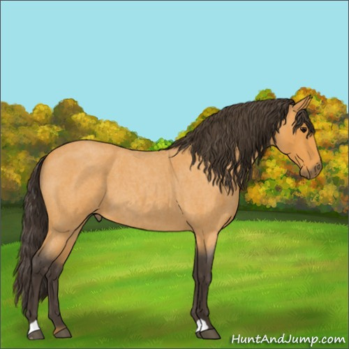 Horse Color:Buckskin Roan 