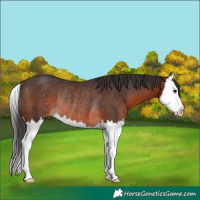 Horse Color:Brown Splash Rabicano 
