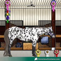 Horse Color:Smoky Black Appaloosa 