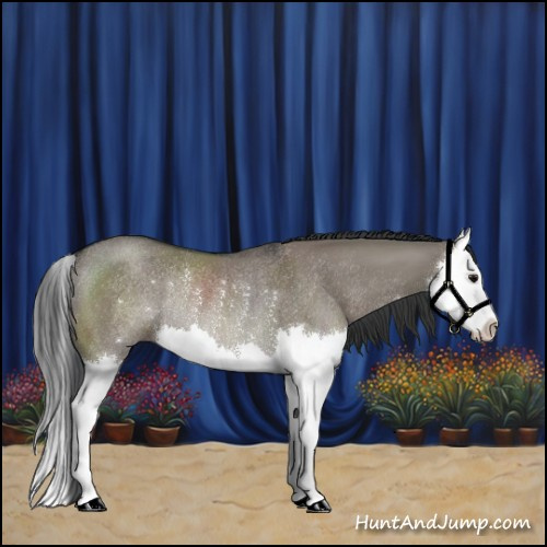 Horse Color:Grullo Sabino Splash Rabicano