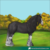 Horse Color:Smoky Black  and Smoky Black Splash 