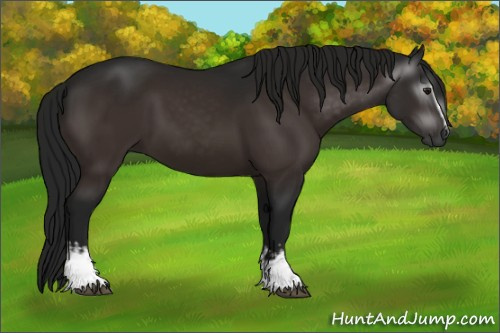 Horse Color:Gray White Spotted Brown