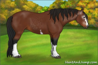 Horse Color:Gray White Spotted Buckskin 