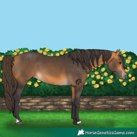 Horse Color:Buckskin 
