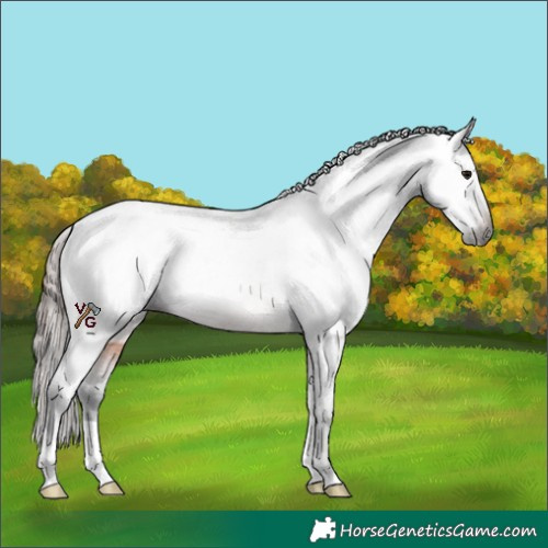 Horse Color:Gray Brown Varnish Rabicano