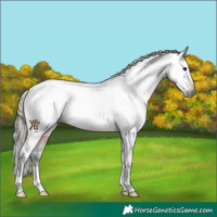 Horse Color:Gray Brown Varnish Rabicano 