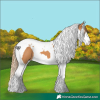 Horse Color:Chestnut Splash Tobiano 