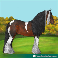 Horse Color:Brown Tobiano 