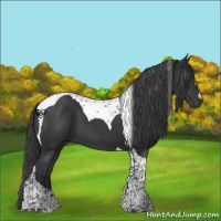 Horse Color:Black Tobiano