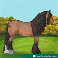 Horse Color:Bay Roan 